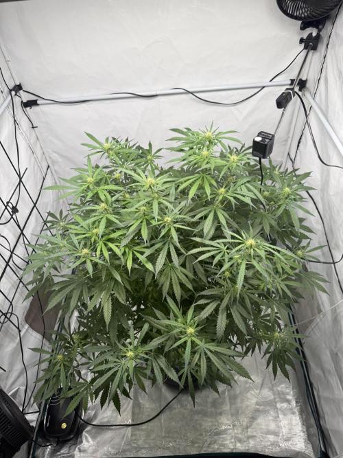 First Time DWC Pineapple Kush Grow. Week 4