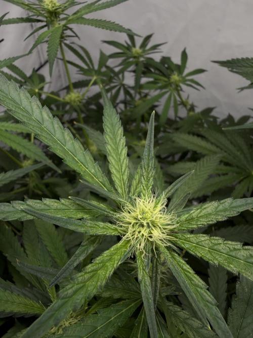 First Time DWC Pineapple Kush Grow. Week 4