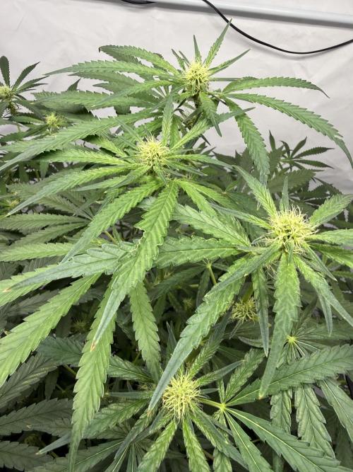 First Time DWC Pineapple Kush Grow. Week 4