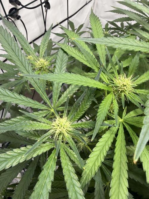 First Time DWC Pineapple Kush Grow. Week 4