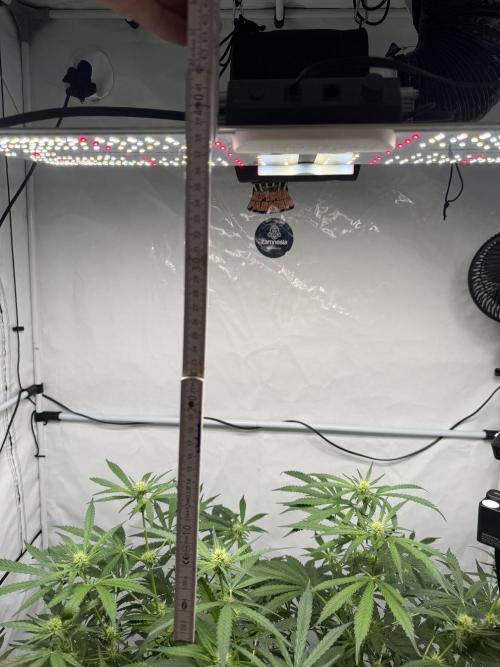 First Time DWC Pineapple Kush Grow. Week 4