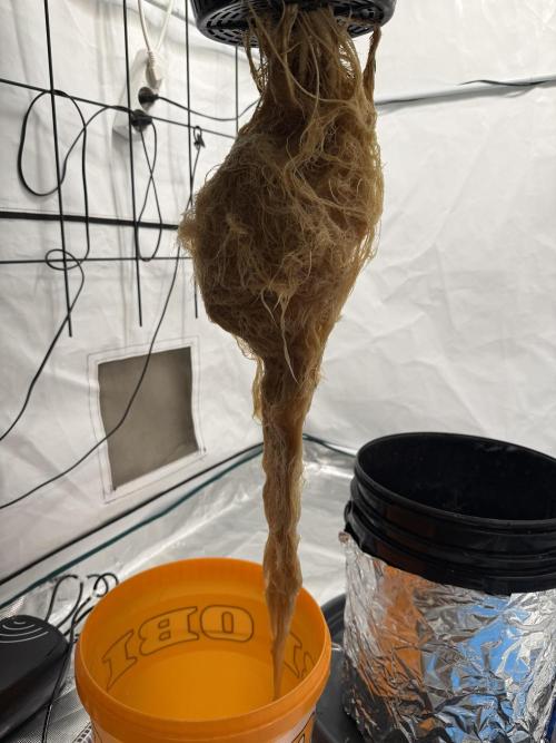 First Time DWC Pineapple Kush Grow. Week 4