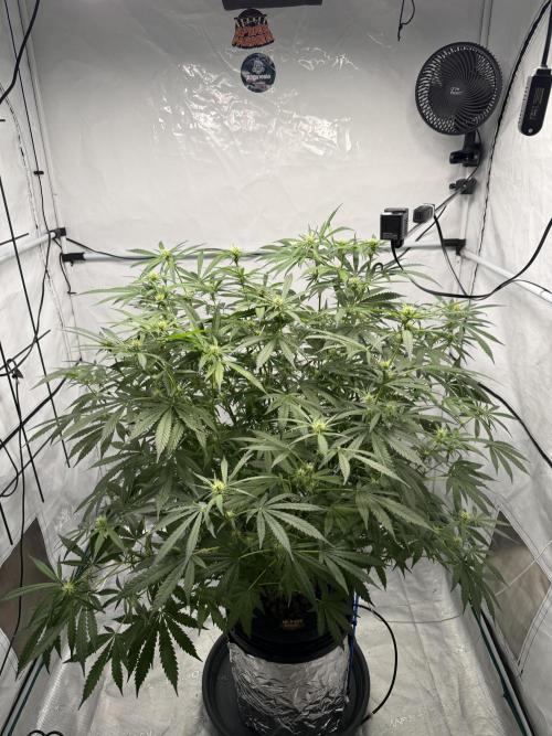 Pineapple Kush. Week 4
