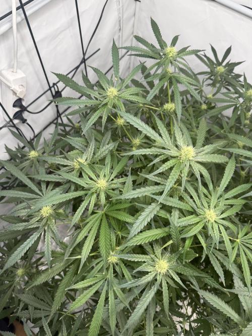 DWC Pineapple Kush (first try). Week 5 - Erste Energie geht langsam in die Blüten über. 
