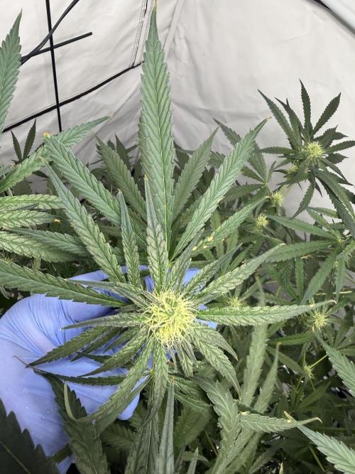DWC Pineapple Kush (first try). Week 5