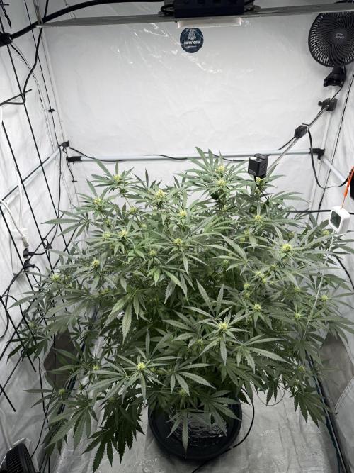 DWC Pineapple Kush (first try). Week 5
