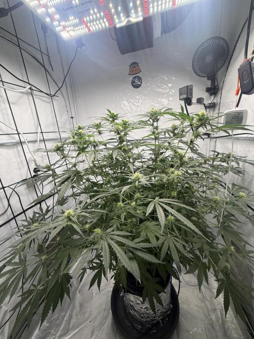 DWC Pineapple Kush (first try). Week 5
