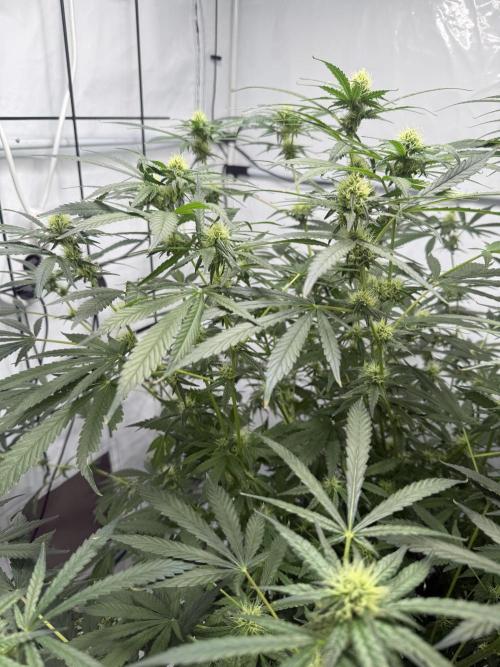 DWC Pineapple Kush (first try). Week 5
