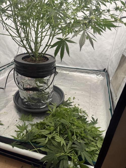 DWC Pineapple Kush (first try). Week 5 - Nach dem Lollipopping und Defoliation ( ca. 25%)