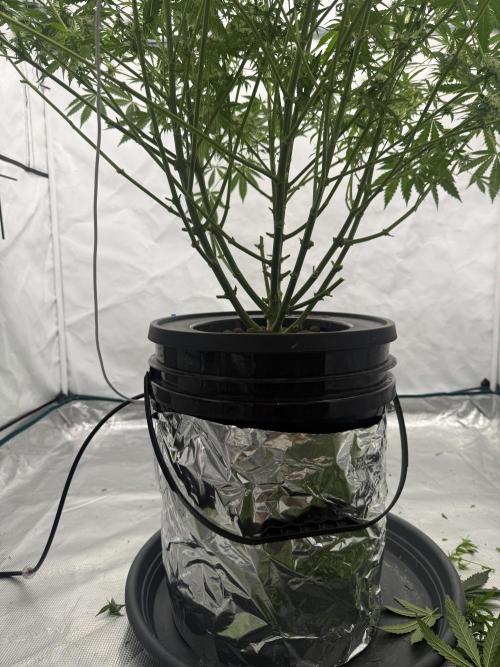 DWC Pineapple Kush (first try). Week 5 - Sieht doch schon viel besser aus !
