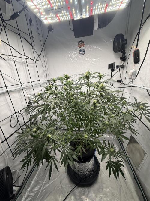DWC Pineapple Kush (first try). Week 5 - Mit 20% weniger Trieben sieht das schon etwas bedrohlich aus :D