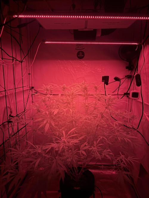 Pineapple Kush. Week 5