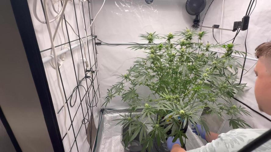 DWC Pineapple Kush (first try)