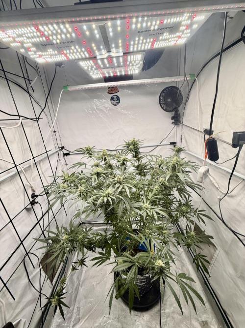 DWC Pineapple Kush (first try). Week 6