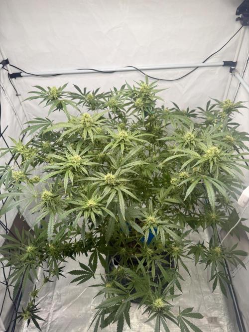 DWC Pineapple Kush (first try). Week 6