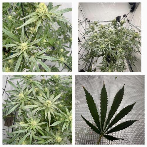 DWC Pineapple Kush (first try). Week 6