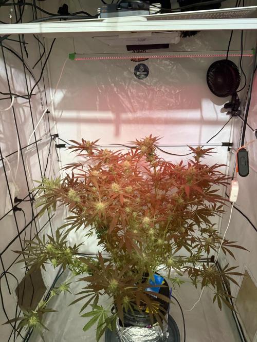 DWC Pineapple Kush (first try). Week 6