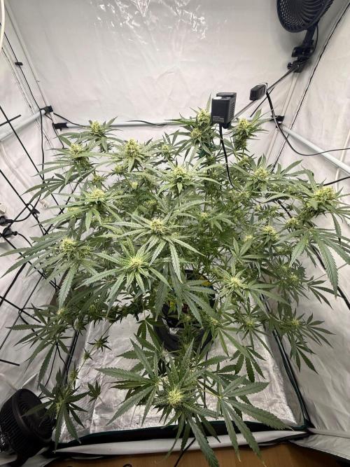 DWC Pineapple Kush (first try). Week 6