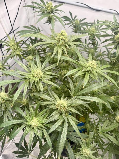 DWC Pineapple Kush (first try). Week 6