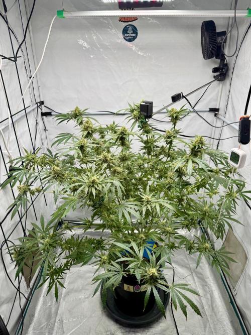 DWC Pineapple Kush (first try). Week 7