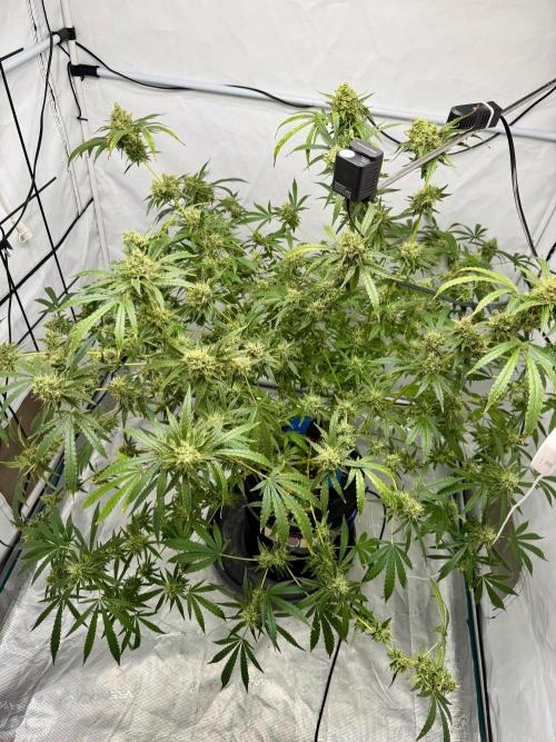 DWC Pineapple Kush (first try). Week 7