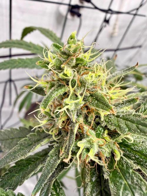 DWC Pineapple Kush (first try). Week 7