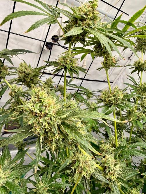 DWC Pineapple Kush (first try). Week 7