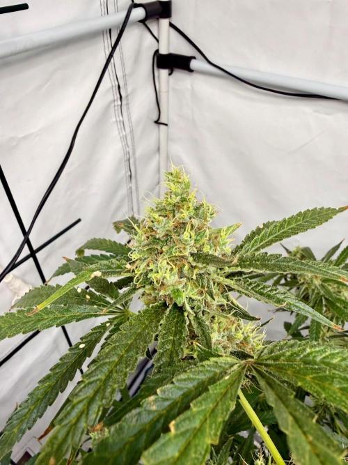 DWC Pineapple Kush (first try). Week 7
