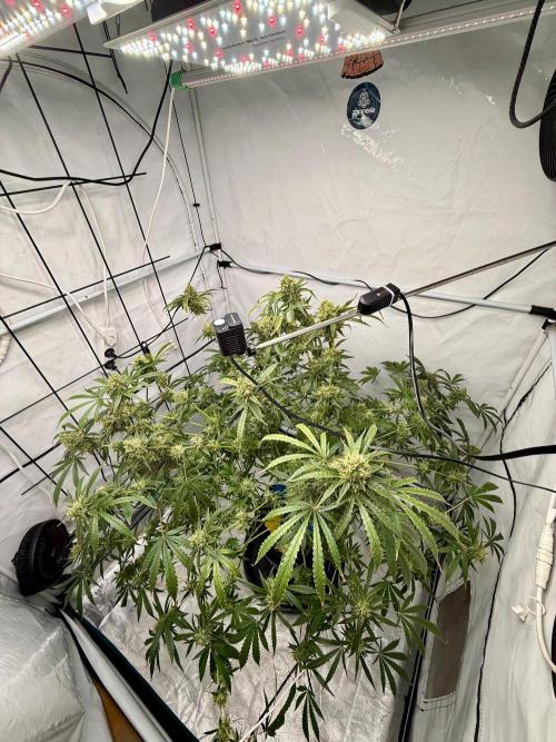 DWC Pineapple Kush (first try). Week 7