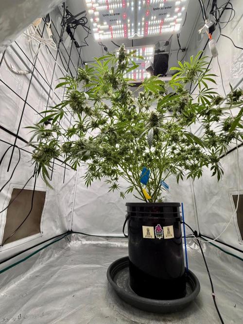 DWC Pineapple Kush (first try). Week 7