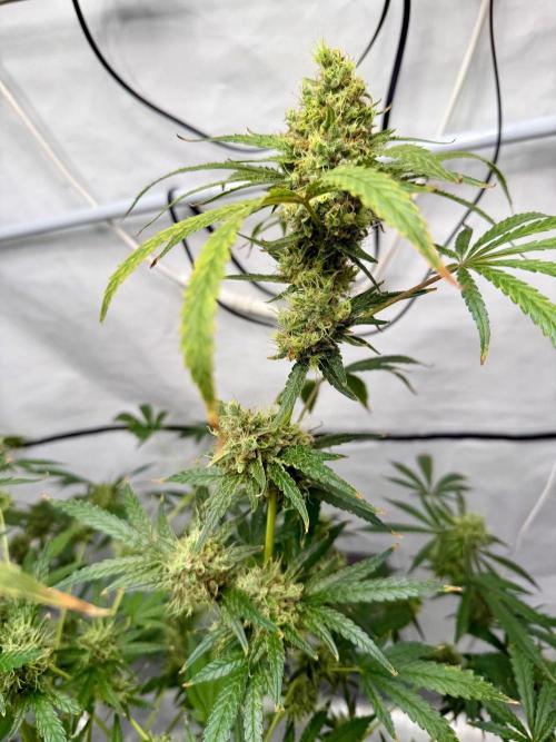 DWC Pineapple Kush (first try). Week 7