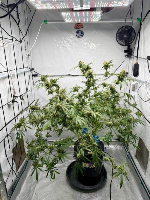 DWC Pineapple Kush (first try). Week 7