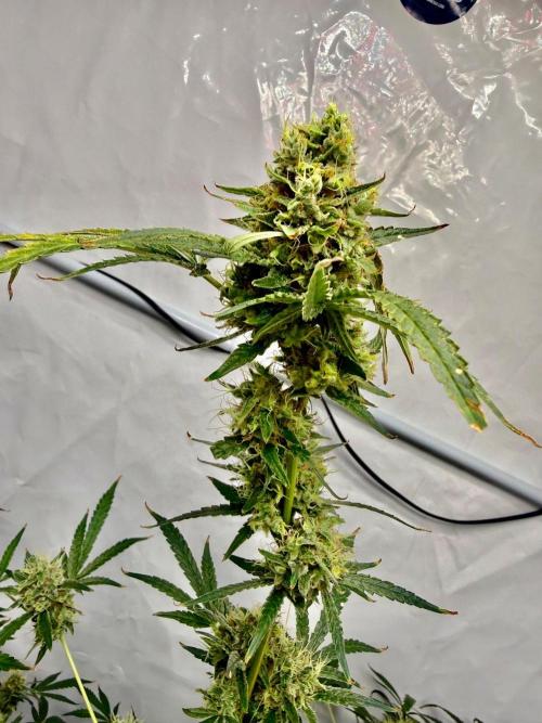DWC Pineapple Kush (first try). Week 7