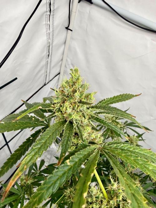DWC Pineapple Kush (first try). Week 7