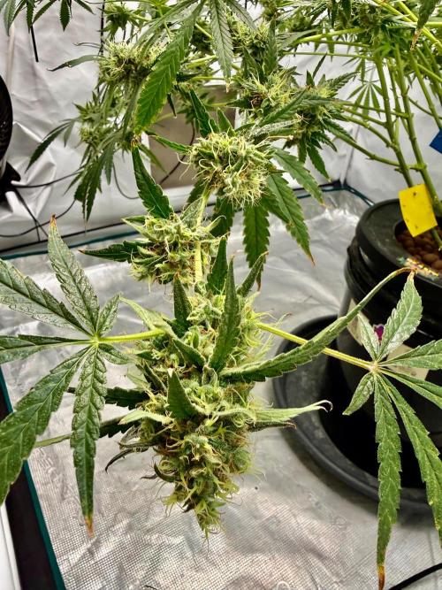 DWC Pineapple Kush (first try). Week 7