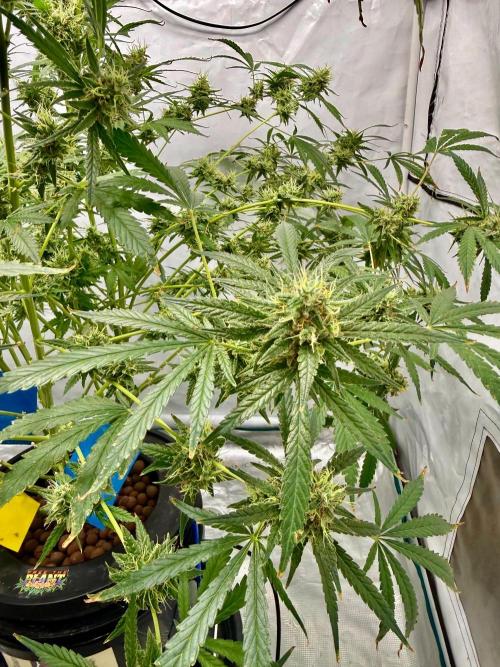 DWC Pineapple Kush (first try). Week 7