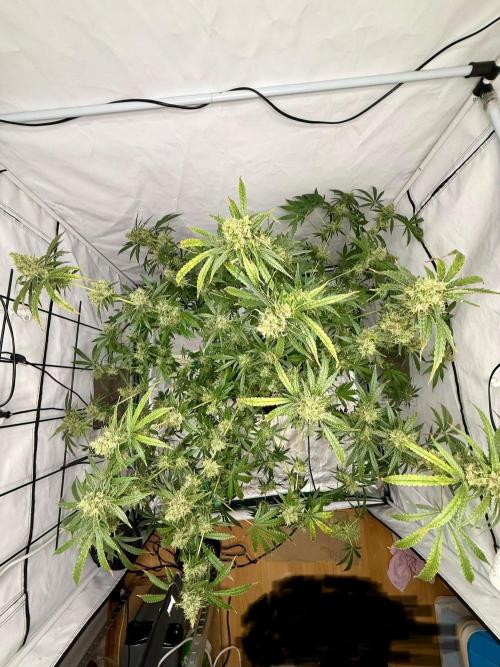DWC Pineapple Kush (first try). Week 7