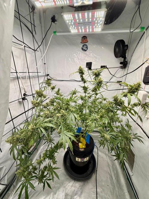 DWC Pineapple Kush (first try). Week 7