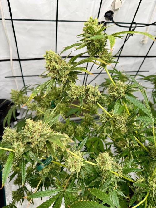 DWC Pineapple Kush (first try). Week 7