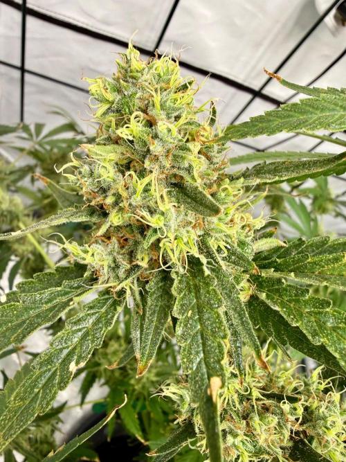 DWC Pineapple Kush (first try). Week 7