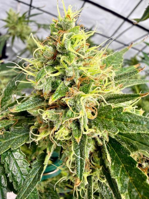 DWC Pineapple Kush (first try). Week 7