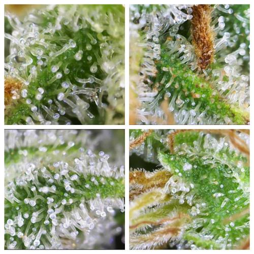 DWC Pineapple Kush (first try). Week 8 - Trichome sind ready 