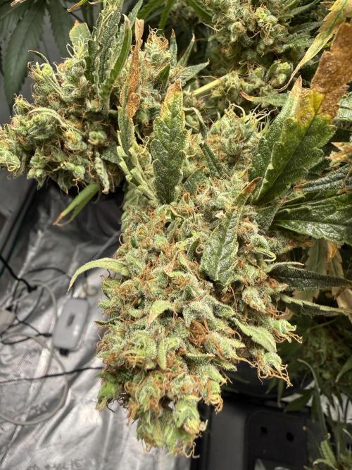 DWC Pineapple Kush (first try). Week 8