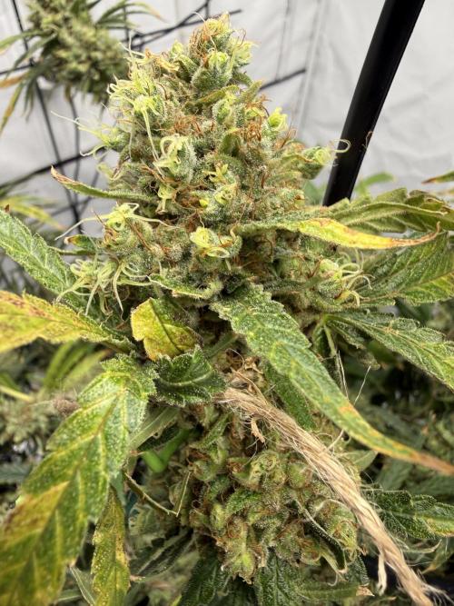 DWC Pineapple Kush (first try). Week 8
