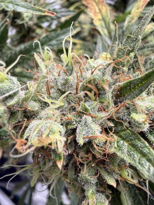 DWC Pineapple Kush (first try). Week 8