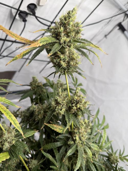DWC Pineapple Kush (first try). Week 8