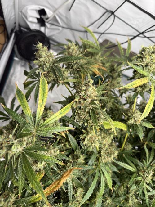DWC Pineapple Kush (first try). Week 8