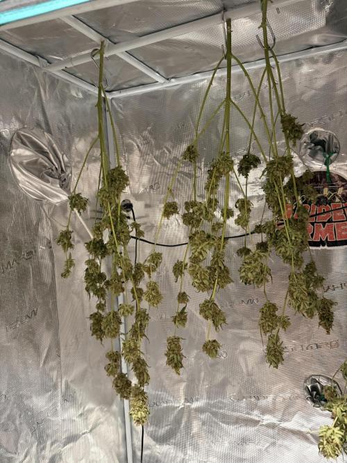 DWC Pineapple Kush (first try). Week 9 - Trocknungstag 2