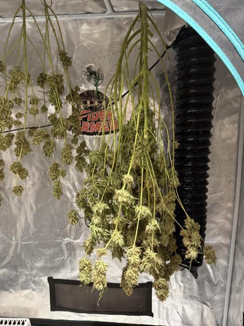 Pineapple Kush. Week 9