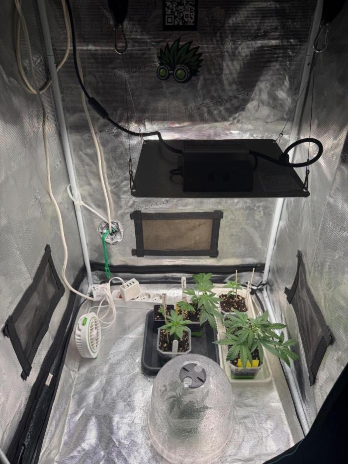 Outdoor Balcony Grow. Week 1 - Innen die ersten Wochen vorgezogen. Ab 16h lichtstunden raus. 